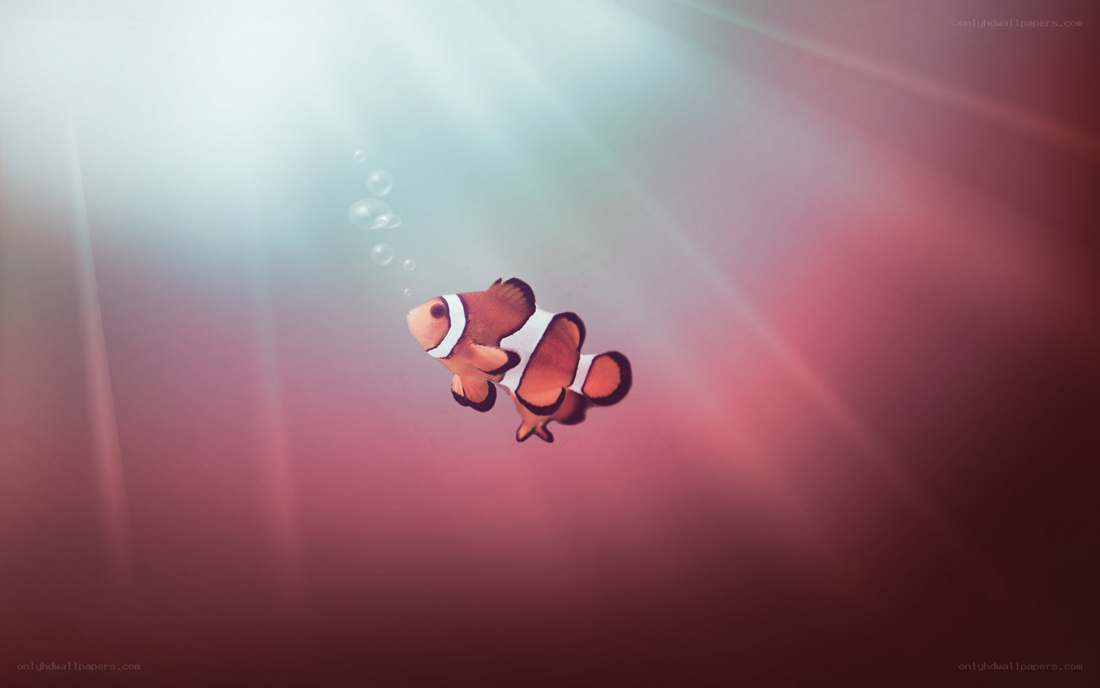 clownfish swimming in ocean