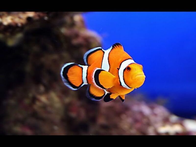 Clownfish Swimming — Orange