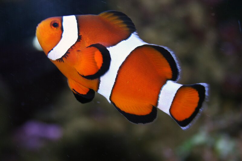 Clownfish Swimming