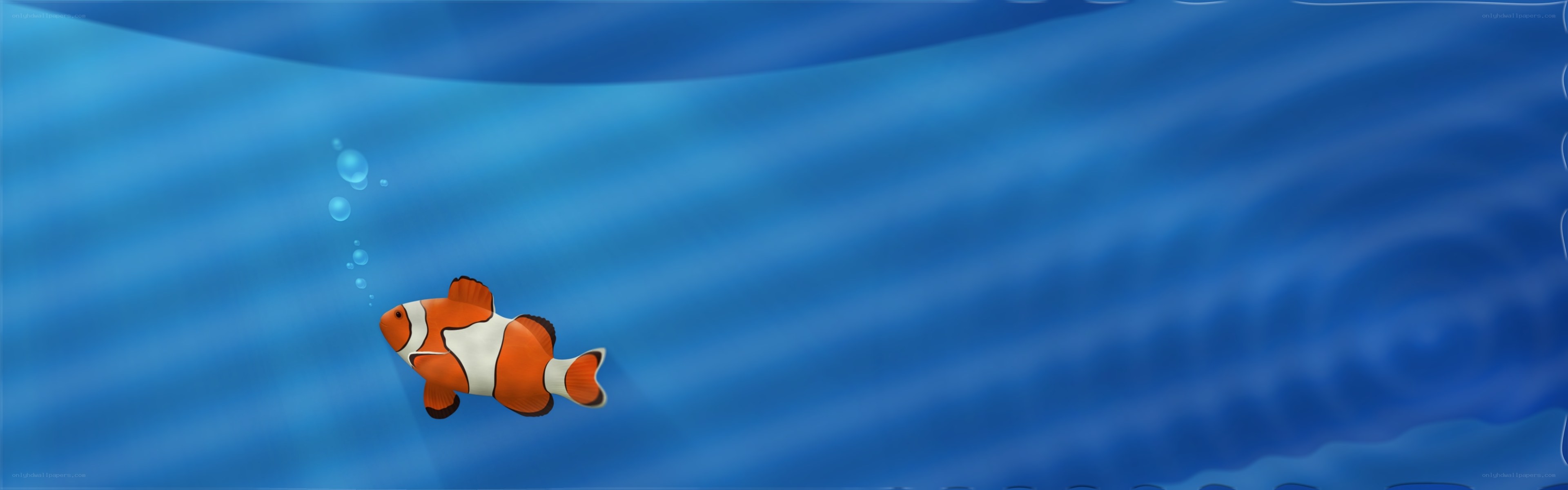 clownfish swimming underwater