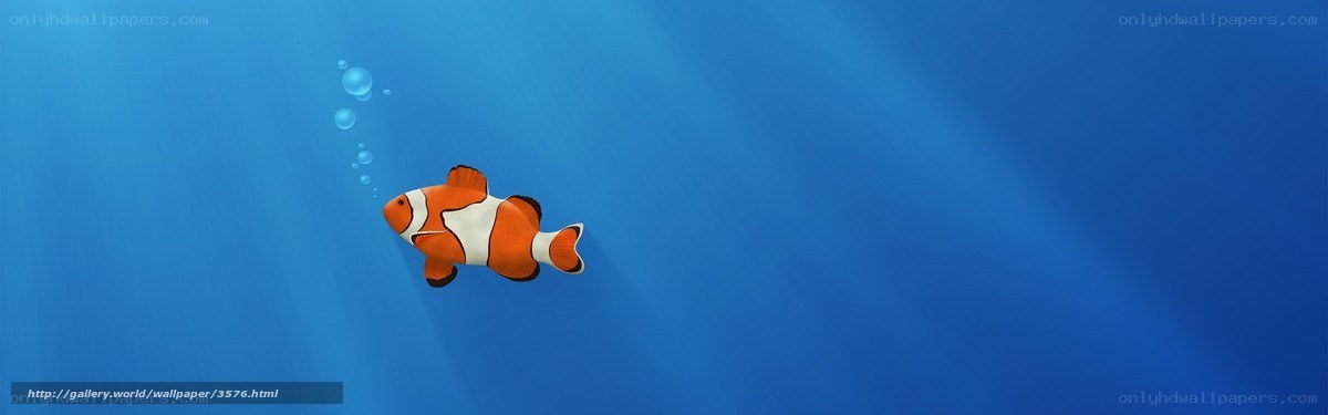 clownfish swimming underwater