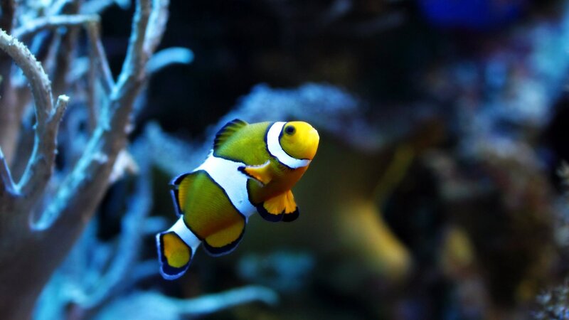 Clownfish Swimming — Yellow