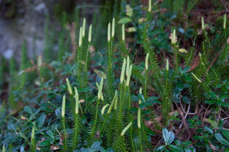 club moss plants in forest