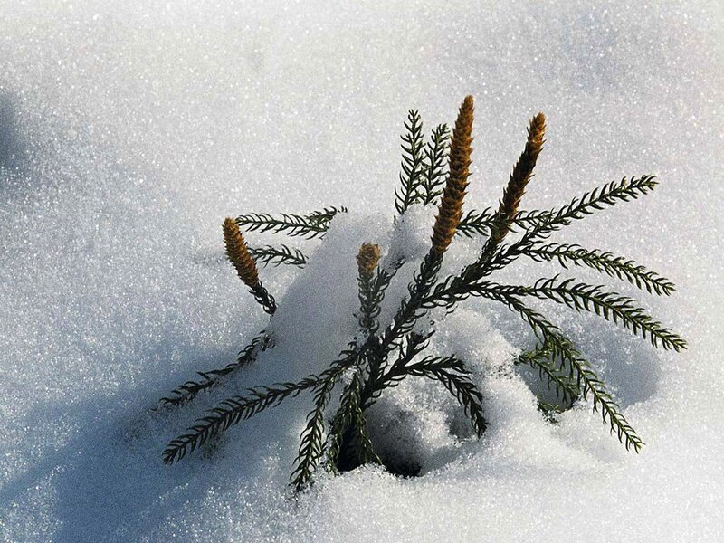 Clubmoss in Snow