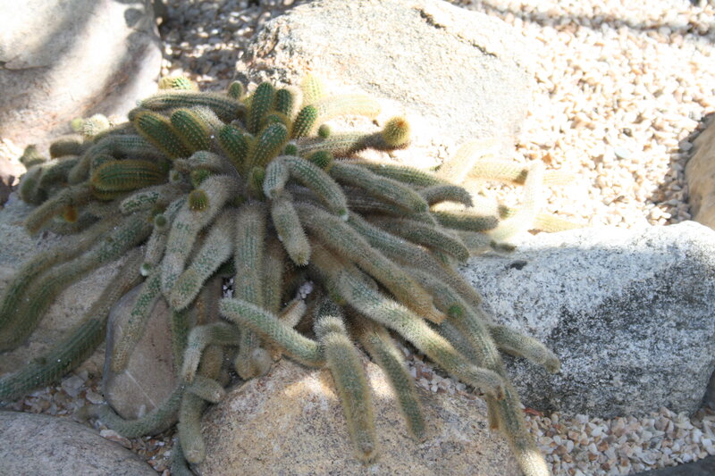 Clump of Cactus Plants