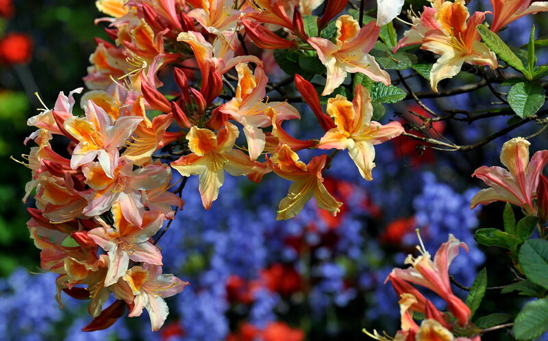 Cluster of Azalea Flowers