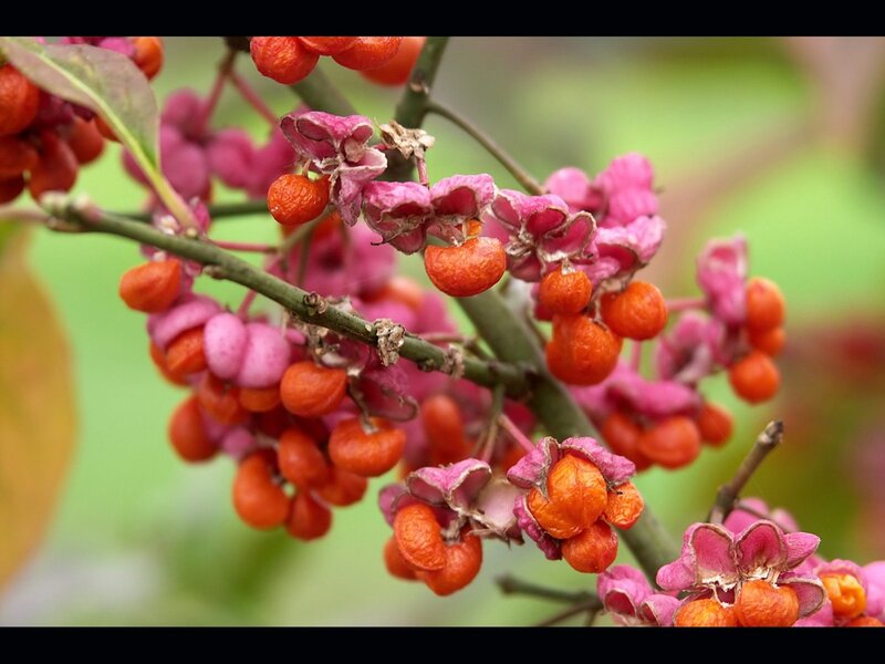 Cluster of Berries on Branch