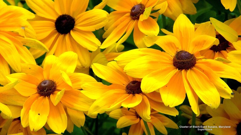Cluster of Black-eyed Susans