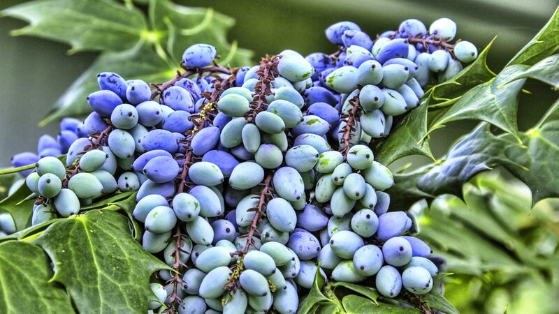 Cluster of Blue Berries