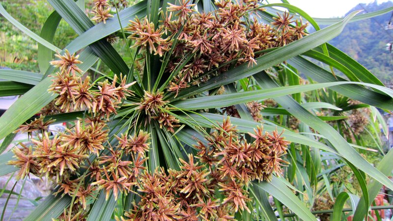 Cluster of Brown Flower Heads
