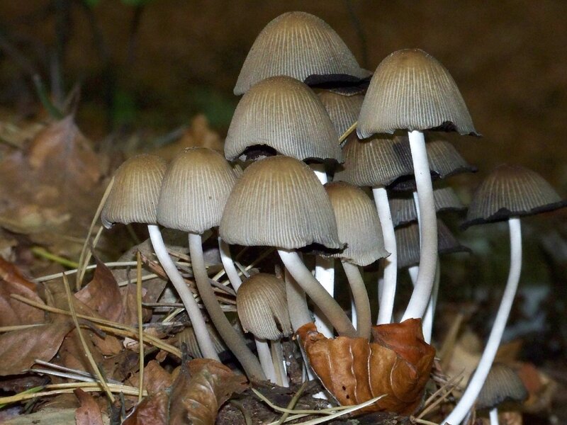 cluster of brown mushrooms