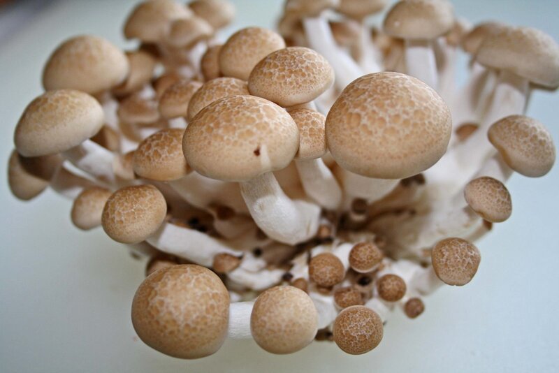 cluster of brown mushrooms