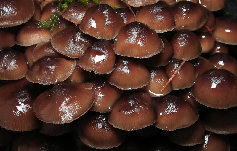 cluster of brown mushrooms
