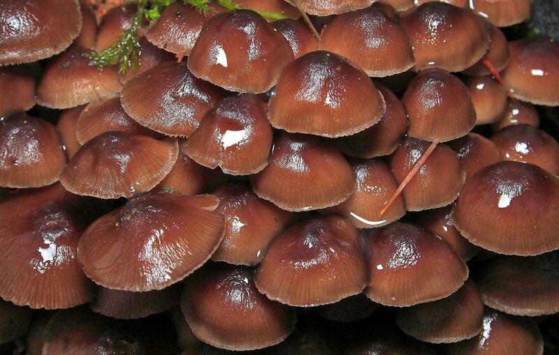 cluster of brown mushrooms
