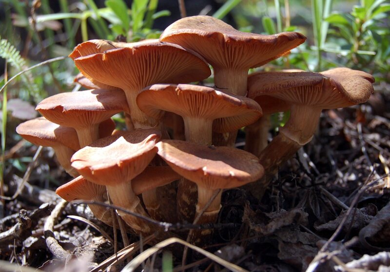 cluster of brown mushrooms
