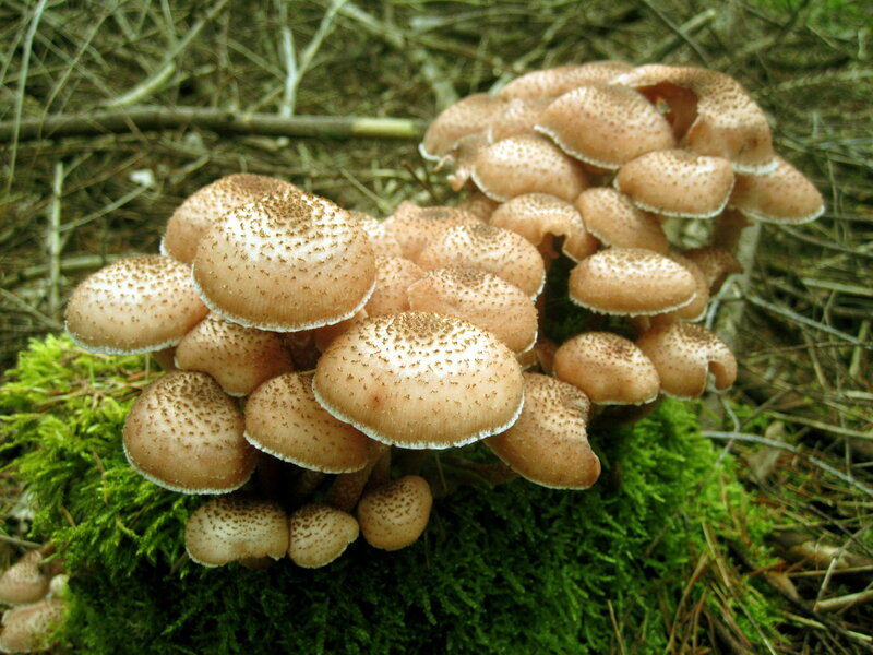 Cluster of Brown Mushrooms — Natural, Photograph, Moss
