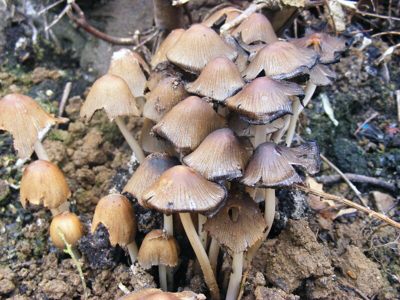 Cluster of Brown Mushrooms — Natural, Photograph, Soil