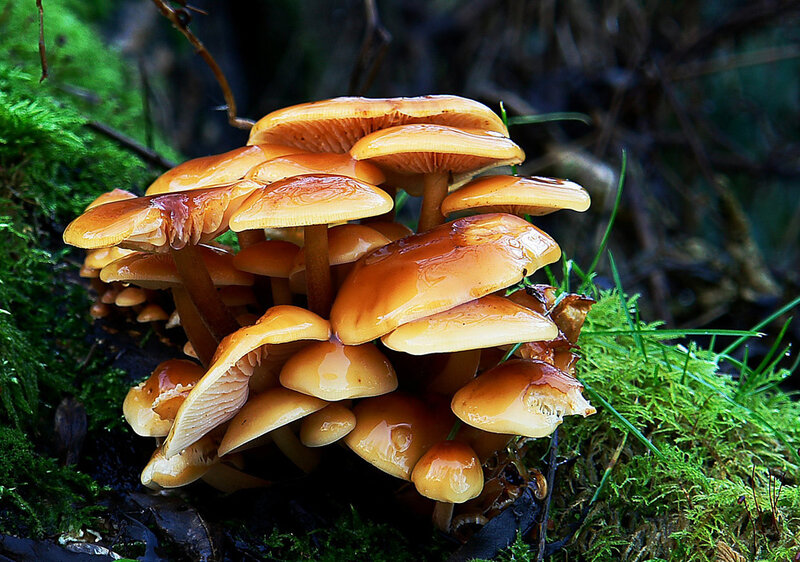 Cluster of Brown Mushrooms — Natural, Photograph