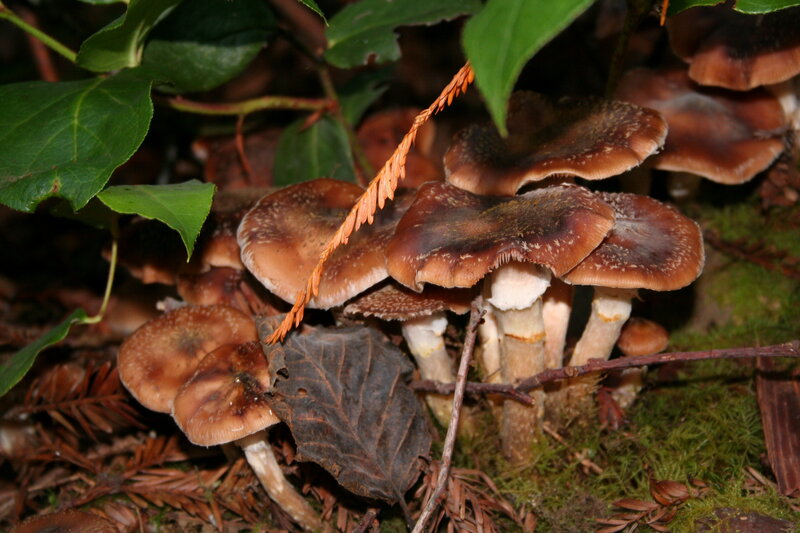 Cluster of Brown Mushrooms — Natural