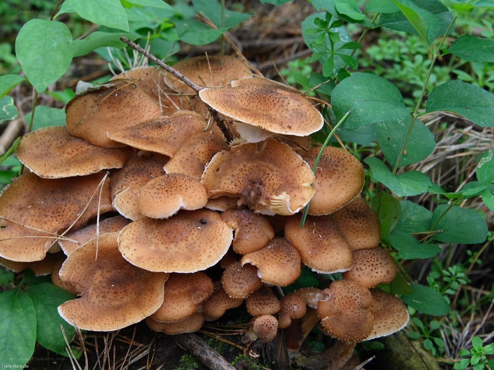 cluster of brown mushrooms