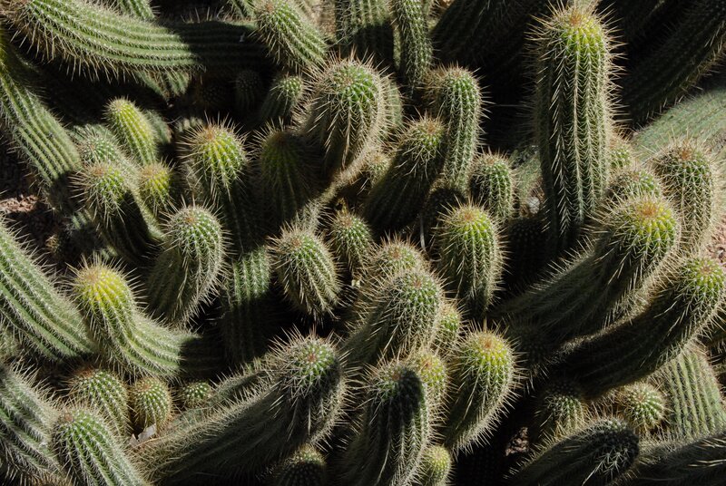 cluster of cacti in sunlight