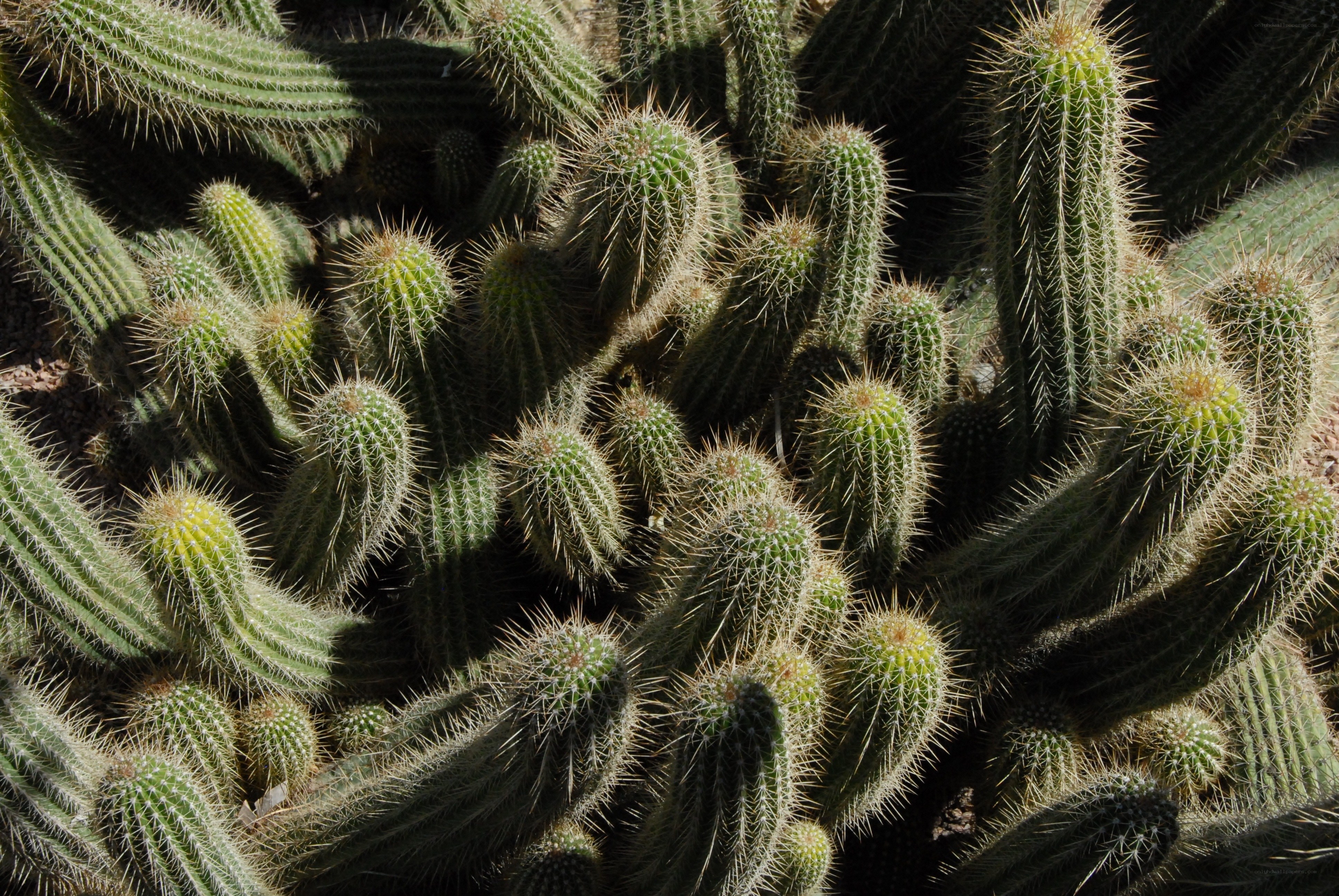 cluster of cacti in sunlight