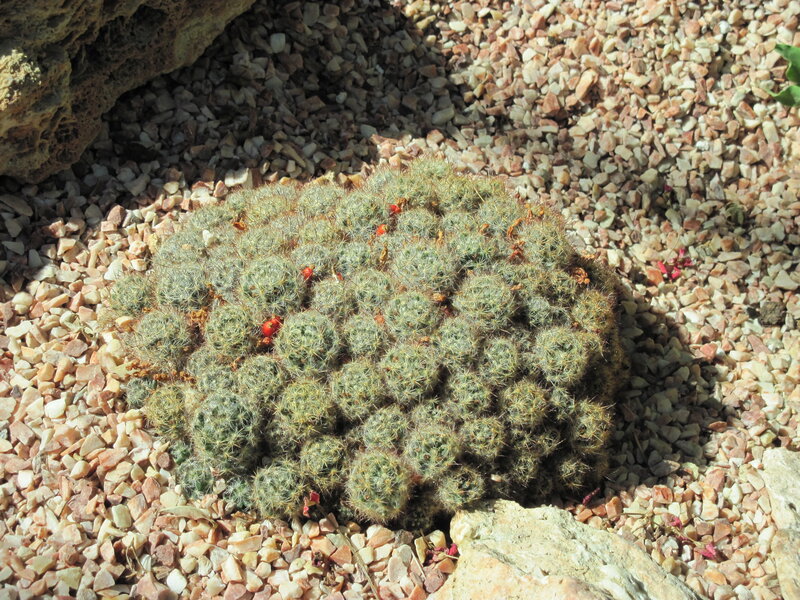 Cluster of Cacti