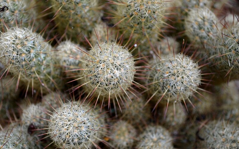 Cluster of Cactus Balls