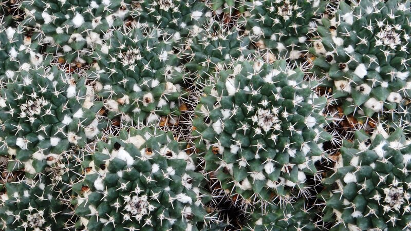 Cluster of Cactus Plants — Green, Natural, Photograph