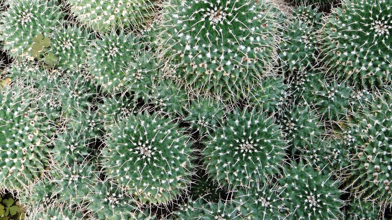Cluster of Cactus Plants — Green, Natural