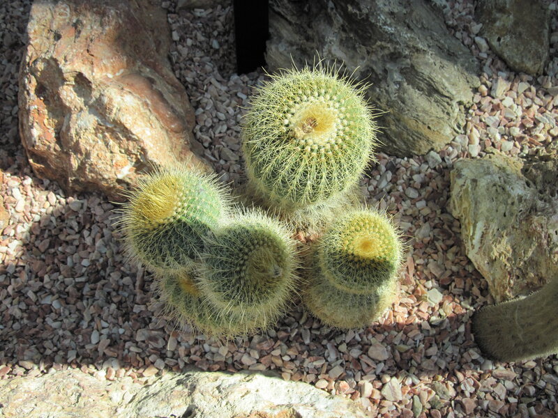 Cluster of Cactus Plants — Green, Serene