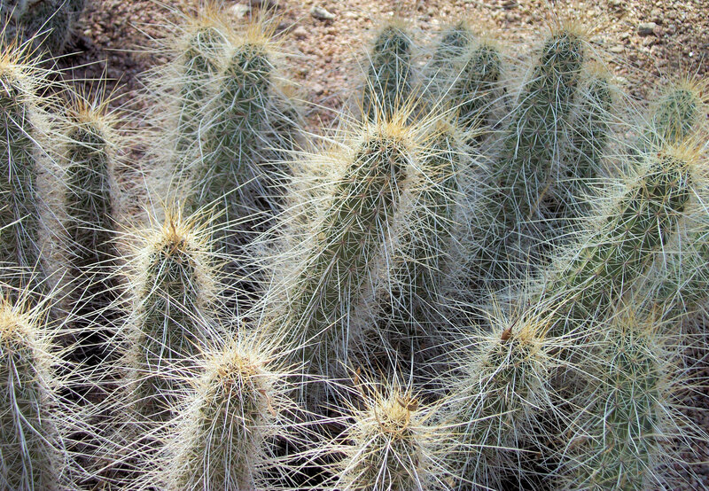 Cluster of Cactus Plants — Green