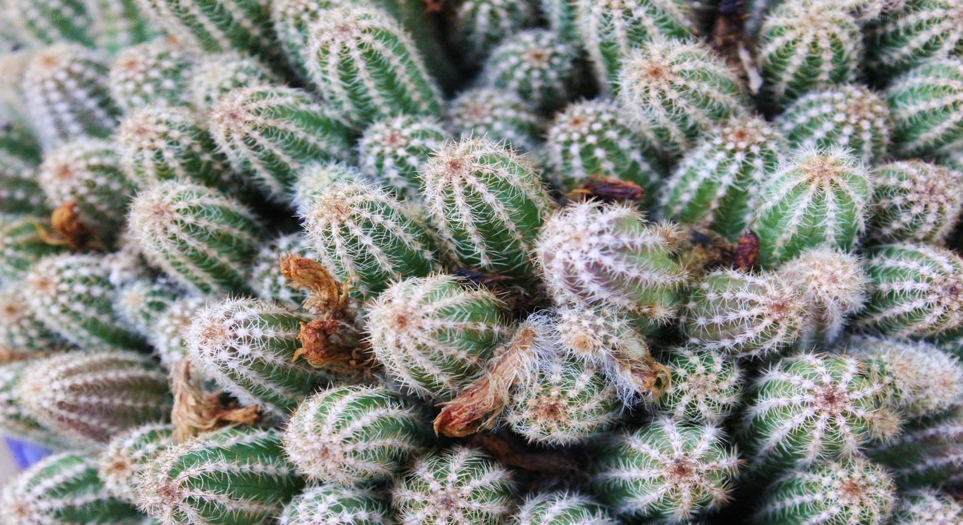 cluster of cactus plants