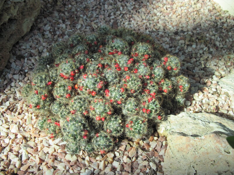 Cluster of Cactus with Red Berries