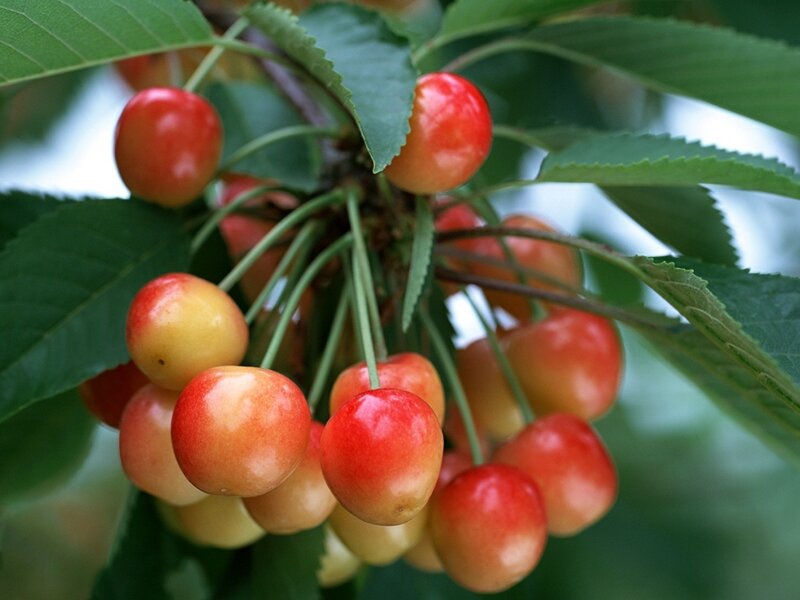 Cluster of Cherries on Branch