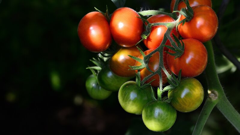 Cluster of Cherry Tomatoes