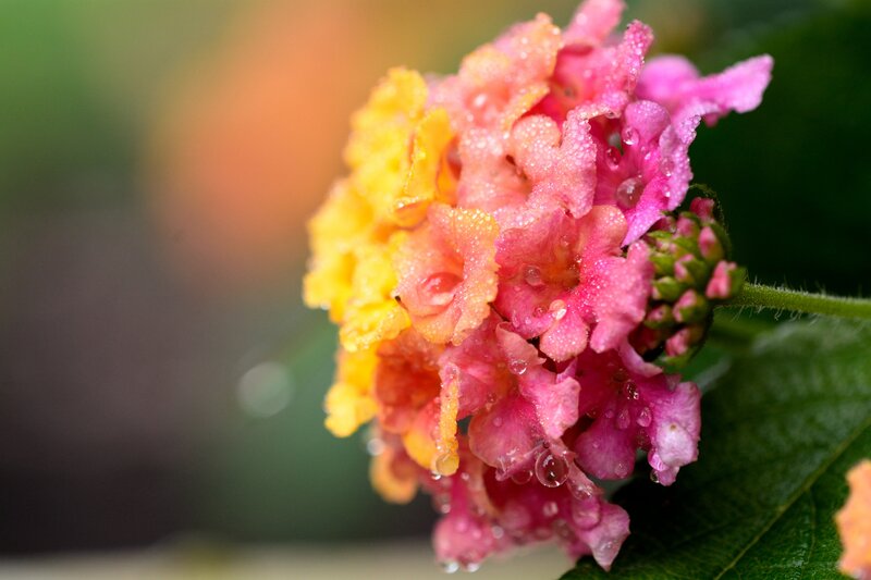 Cluster of Colorful Flowers — Pink, Serene
