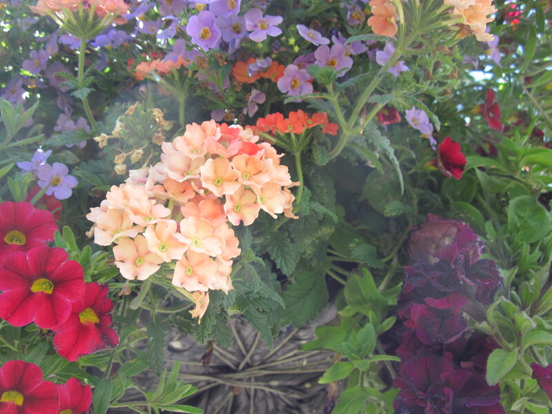 Cluster of Colorful Flowers — Pink