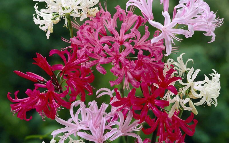 Cluster of Colorful Flowers — Pink, Vibrant, Photograph