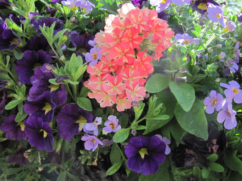 Cluster of Colorful Flowers