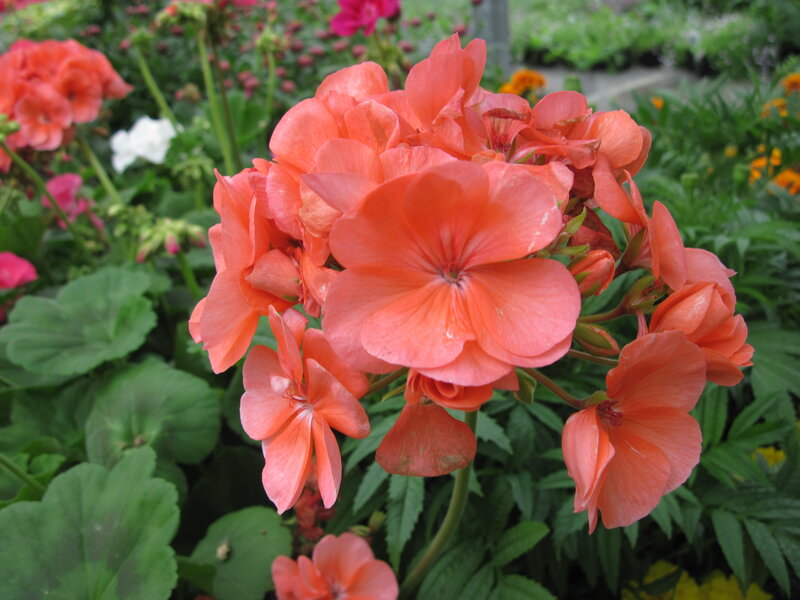 Cluster of Coral Geraniums — Calm