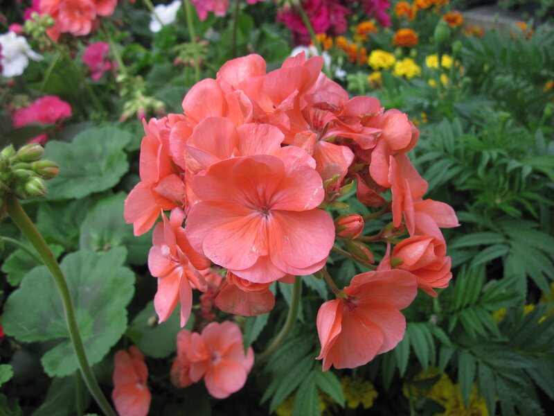 Cluster of Coral Geraniums