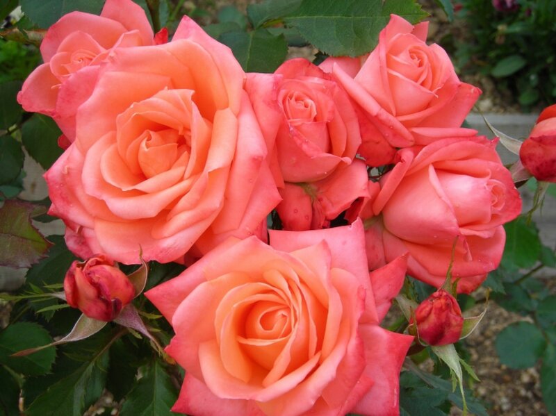 Cluster of Coral Roses