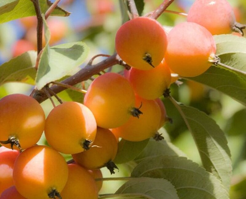 Cluster of Crabapples