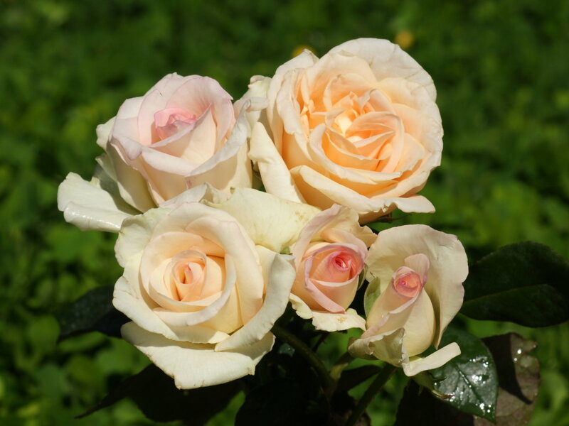 Cluster of Cream Roses