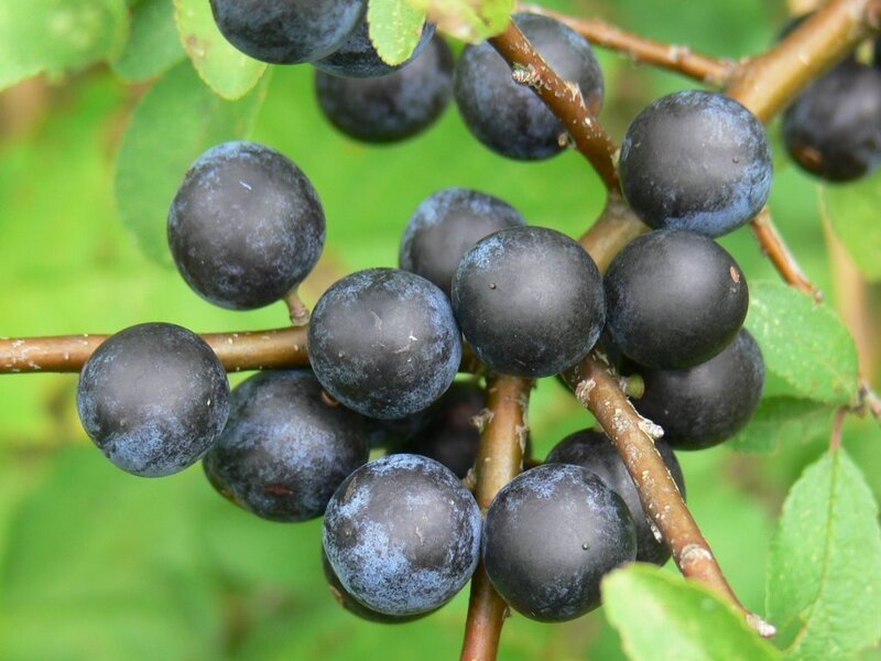 cluster of dark berries on a branch