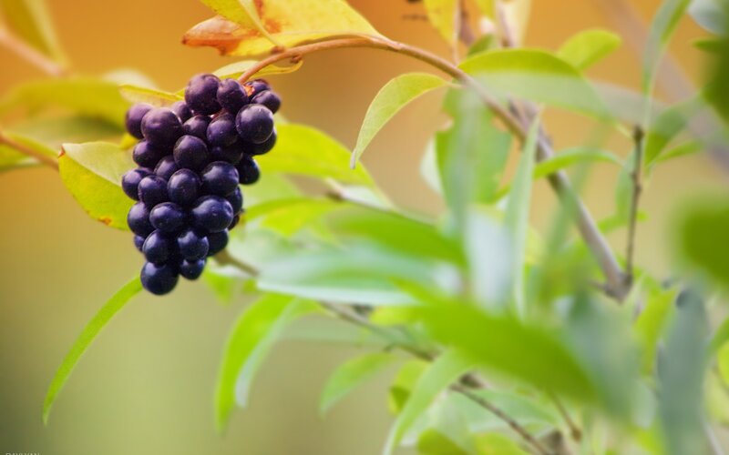 cluster of dark berries on a branch