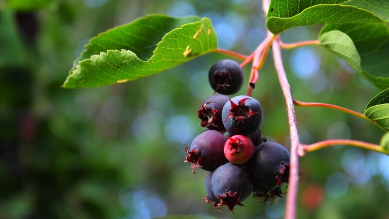 Cluster of Dark Berries