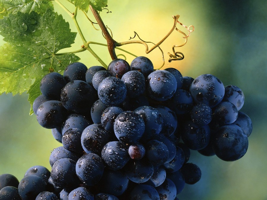 cluster of dark grapes