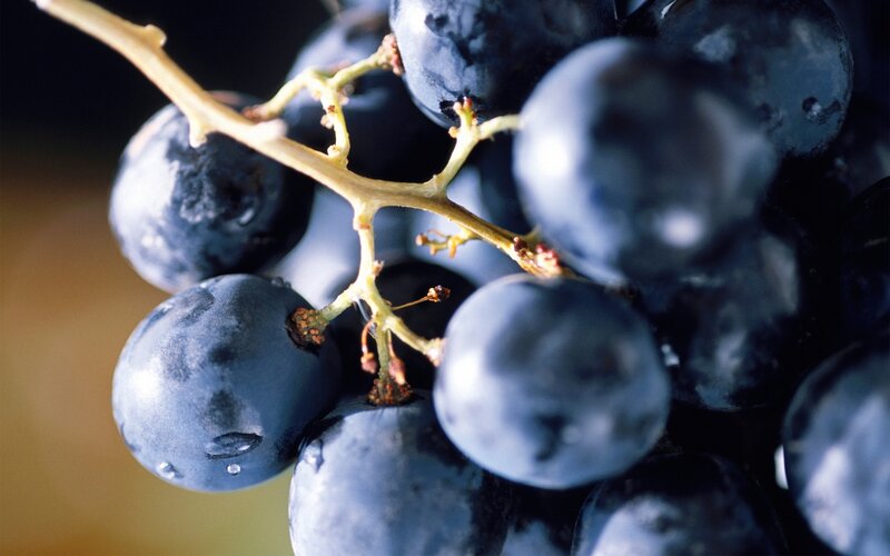 Cluster of Dark Grapes — Blue, Dramatic